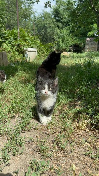 Отдам котят в добрые руки (Боралдай)