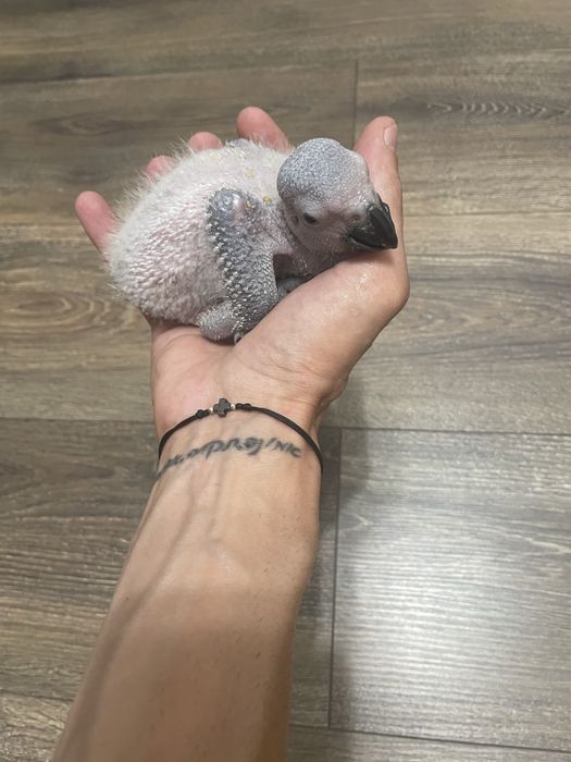 Ръчно хранен папагал Жако