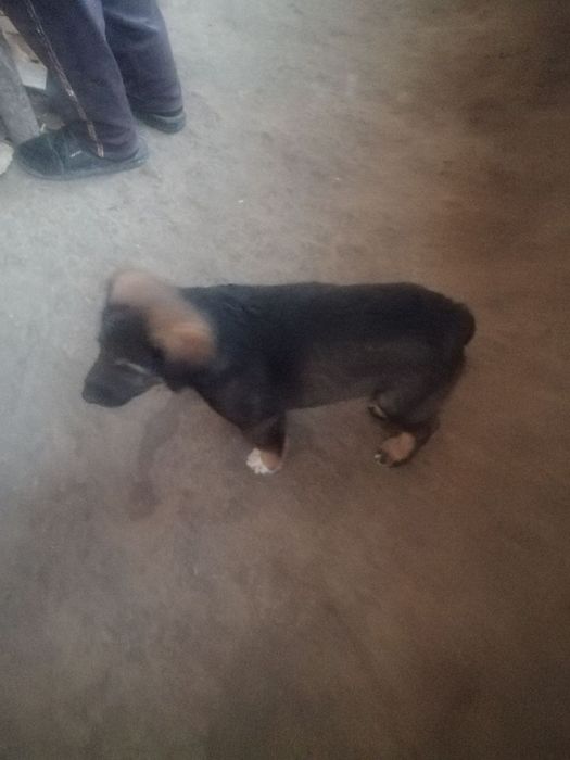 Зотдор Кучук бола