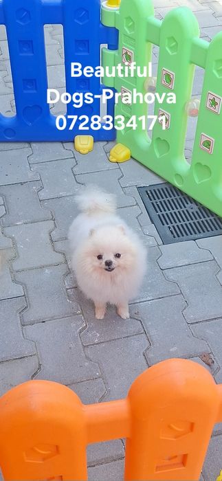 Mascul Pomeranian