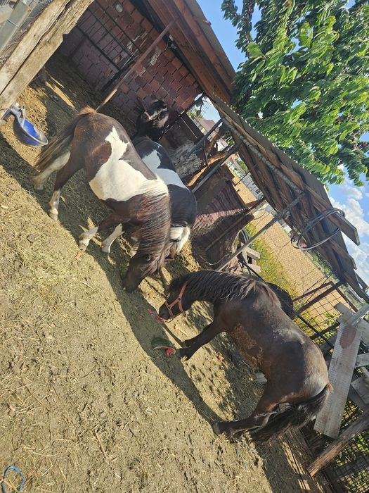 ponei de vânzare
