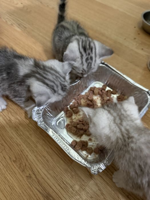 Скоттиш страйт Котенок девочка 1,5мес