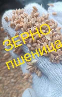 пшеница зерно корм 80тг