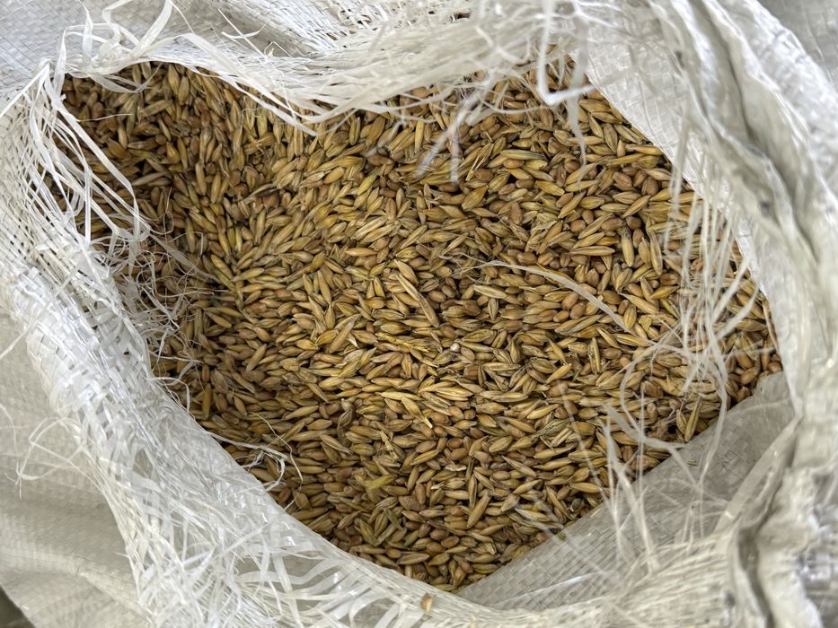 Продам пшеницу, ячмень, зерносмесь, отруби