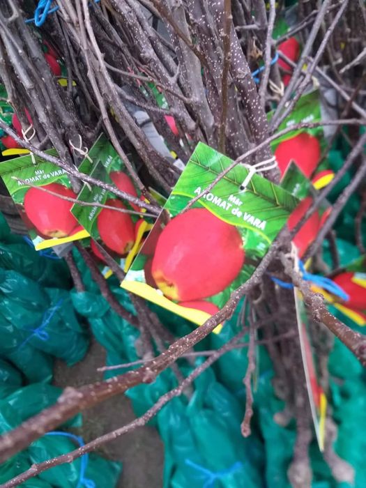 Vand pomi fructiferi