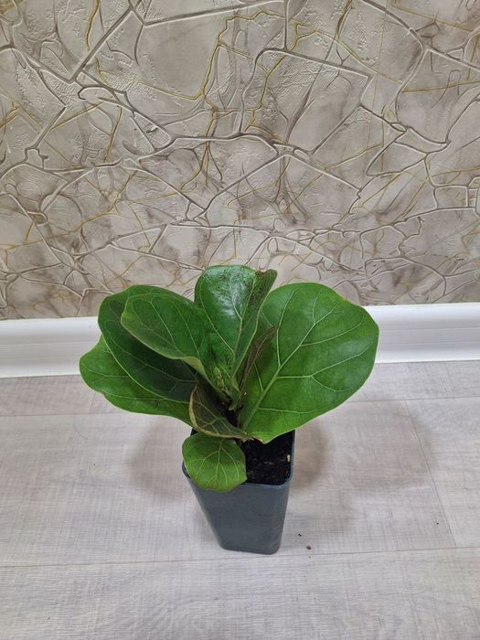 Комнат гүлдері-Комнатные цветы