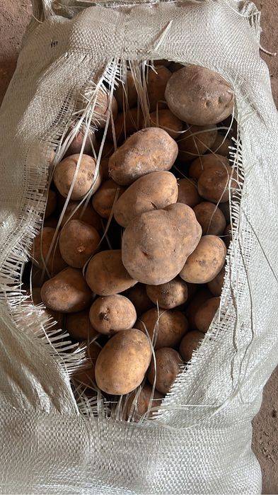 Картофель 130 гала