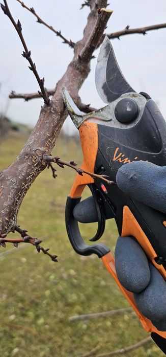 Taieri la pomii fructiferi