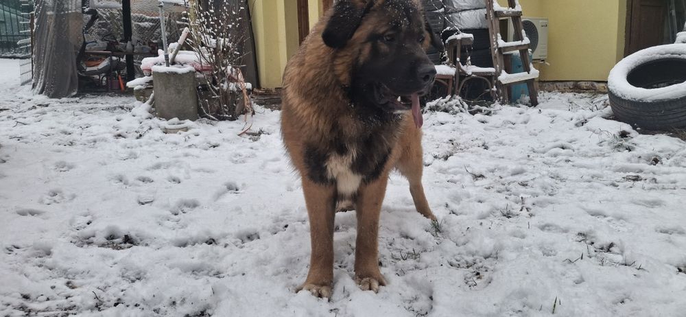 Каракачански кучета (мъжко и женско) на 12м.