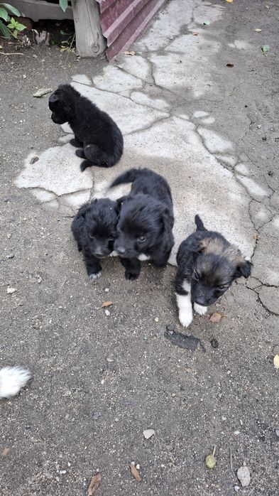 Отдам в хорошие руки