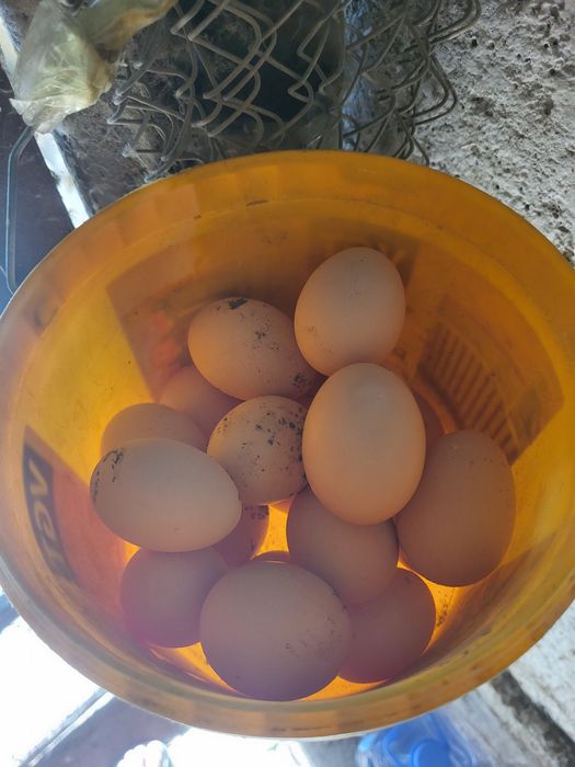 Продам 40 кур — несут 20 яиц в день!