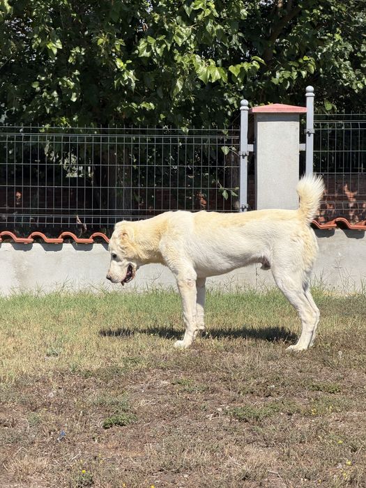САО мъжки на 10 месеца  роодословие
