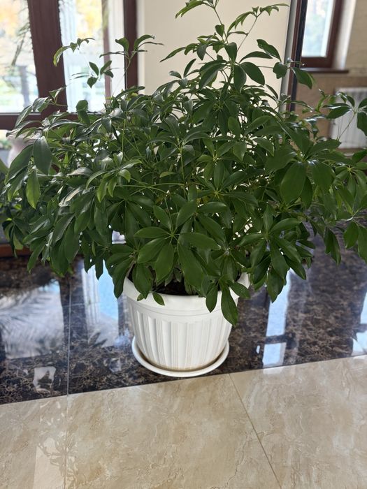 Офислар учун катта тувакларда гуллар