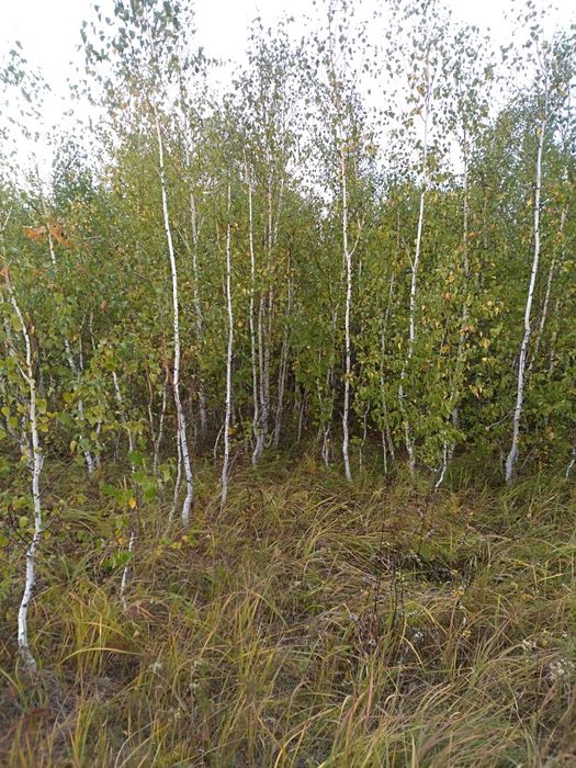 Саженцы березы 9000