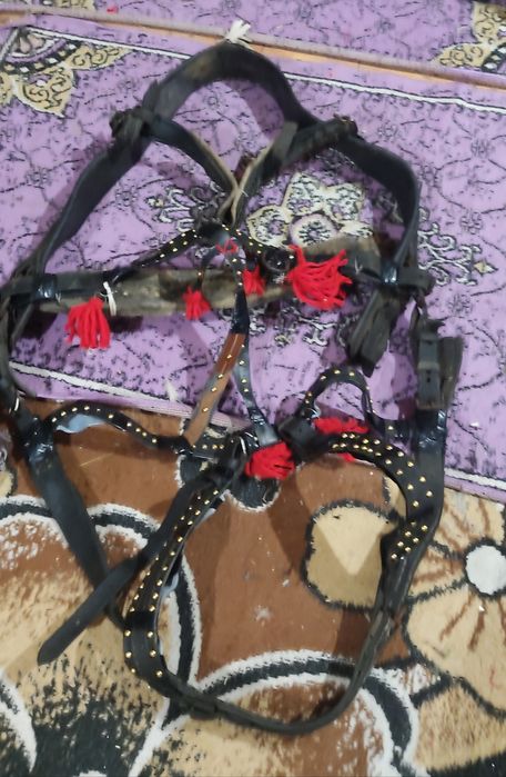 Vand sau schimb ham ponei