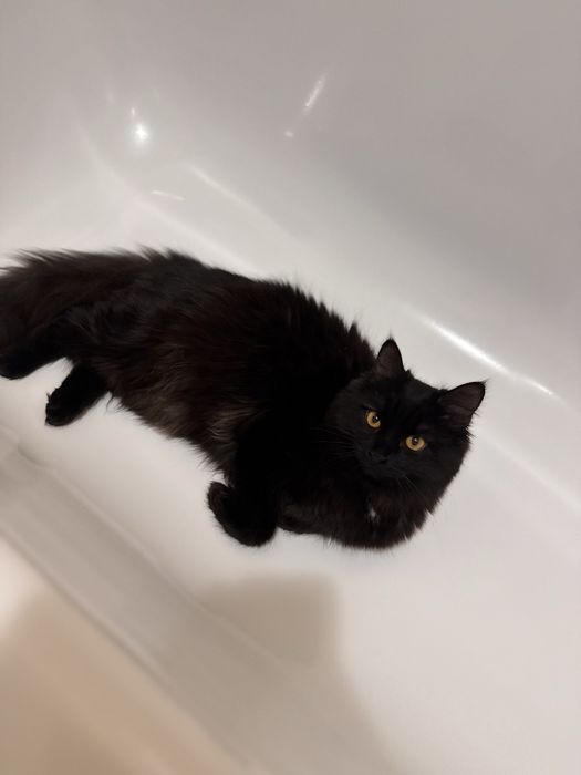 Отдадим в добрые руки