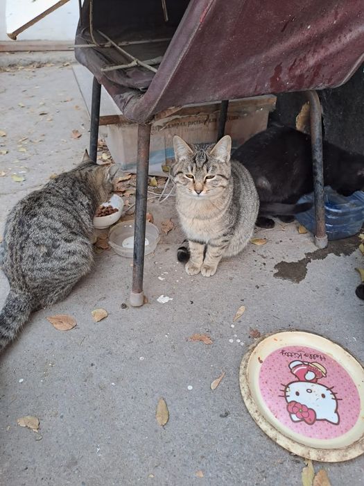 Котята. Отдам в добрые руки