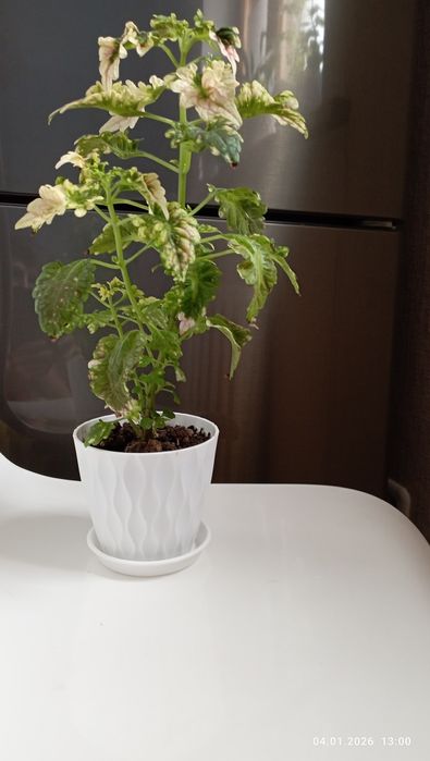 Цветы домашн.г.Астана