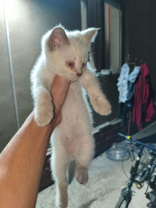 Котенок  белый хороший