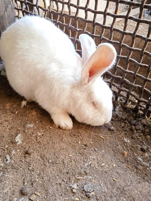 Продам кролика-самца паннона