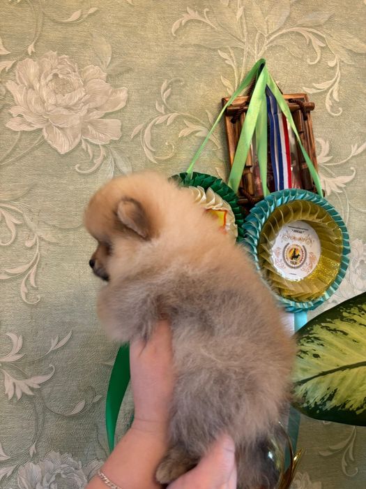 Померанский шпиц