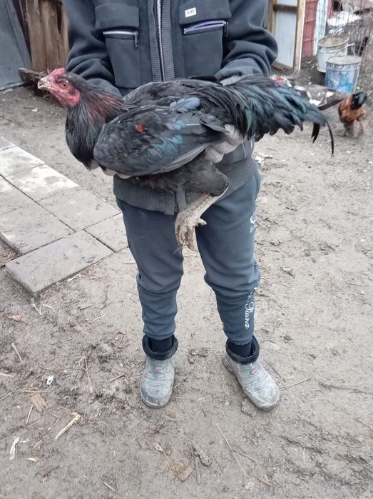 Продам домашние молодые 3-петуха