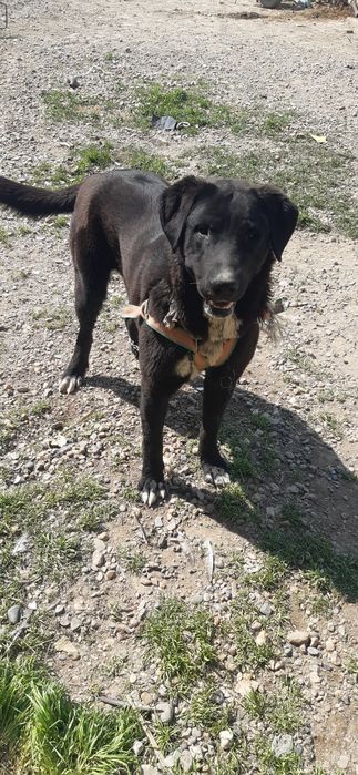 Зотдор кучук.туркман