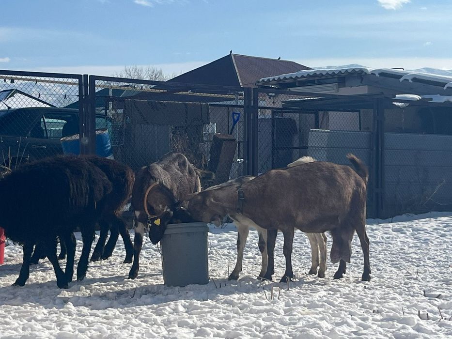 Буаз ешкылер сатылады 450 мын