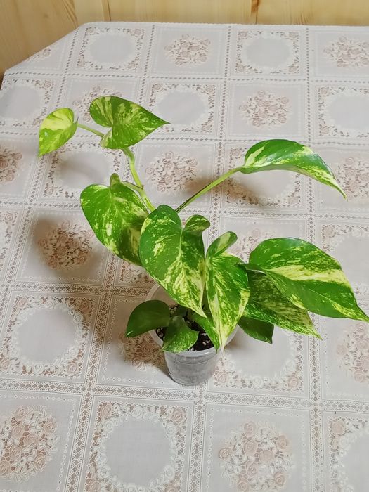 Эпипремнум ауреум