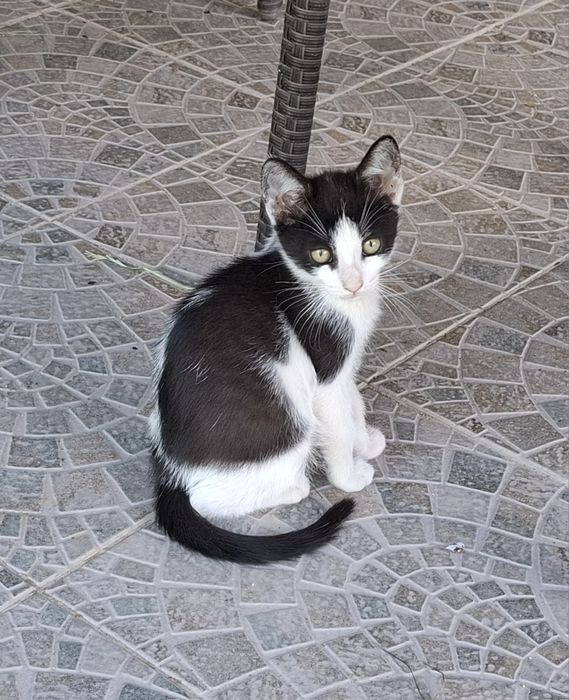 Donez 2 puiuți masculi de pisică