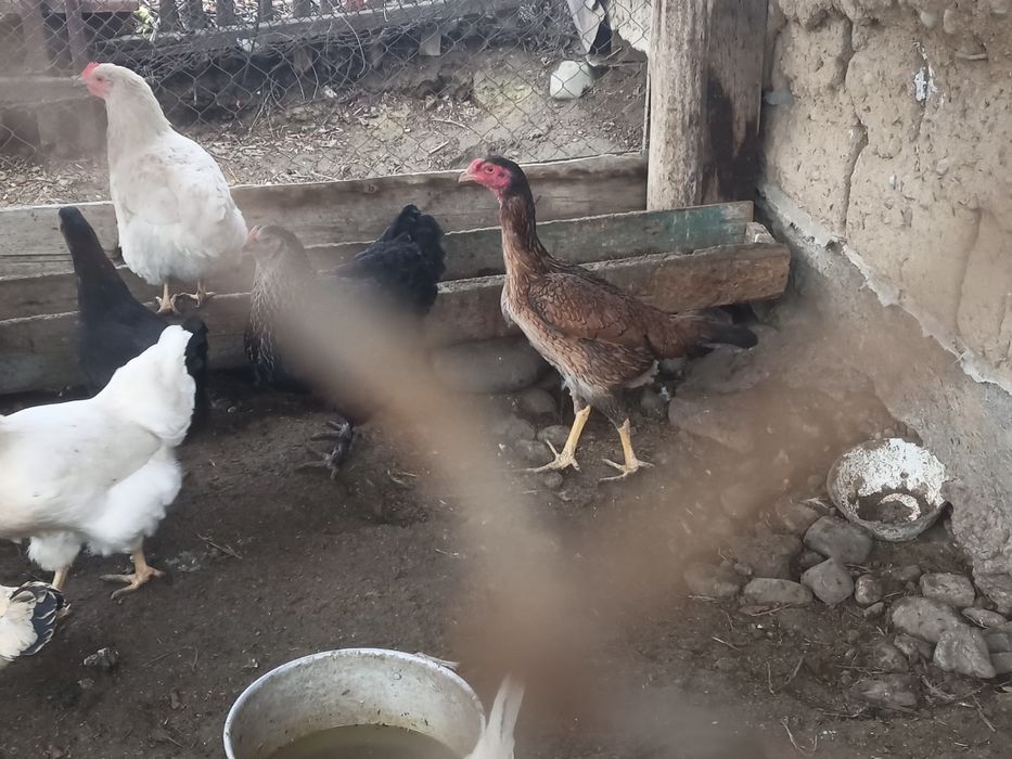 Төбелесетән тауықтың мекиені