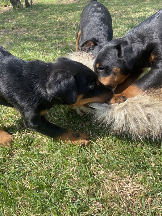 Продам щенков ягдтерьера!