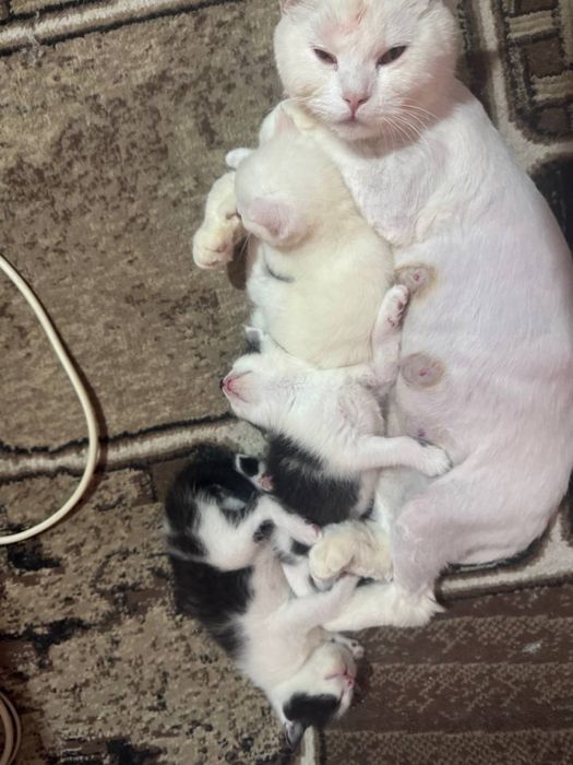 Продаются котята