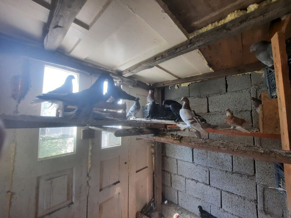 Цыплята и куры голуби