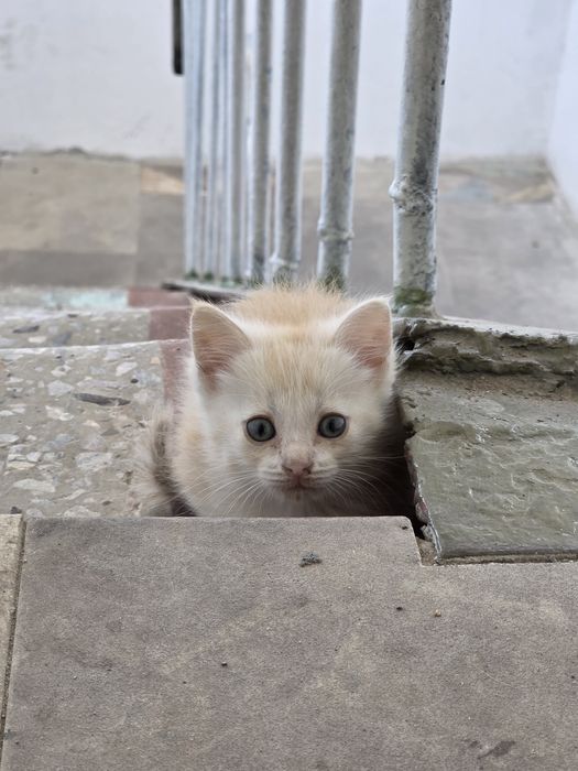 Котенок в добрые руки