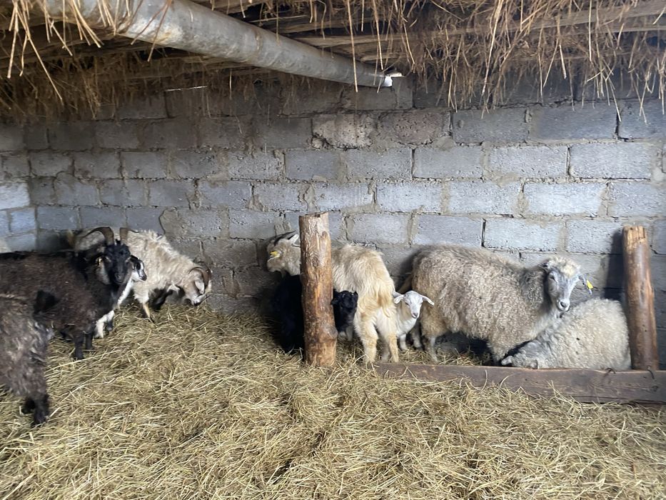 Козы и козлята 15 голов