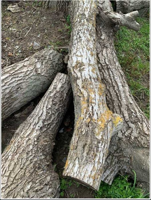 Орехови трупи, дървесина орехов материал