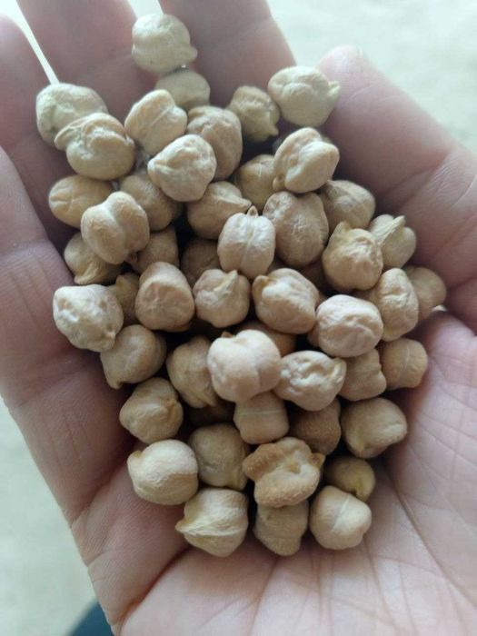 no'xat maxsuloti judda tiz tayyor bo'ladigan navi yumshoq va mazaliy