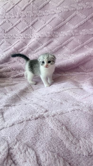 Шотланский веслоухий