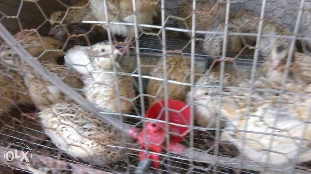 Prepelite-jumbo gold