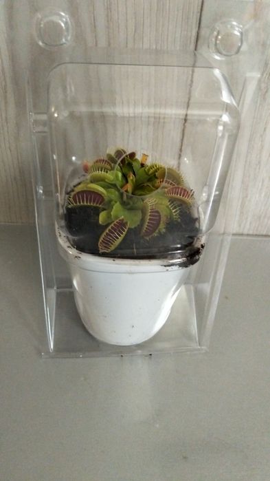 Мухоловка Дионея