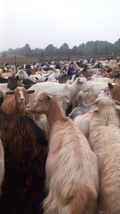 Vând sau schimb cu oi