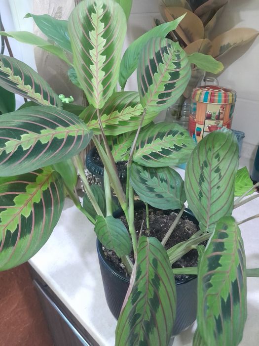 Продам комнатные цветы