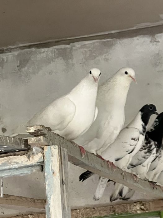 Иранские белые лётные крупные