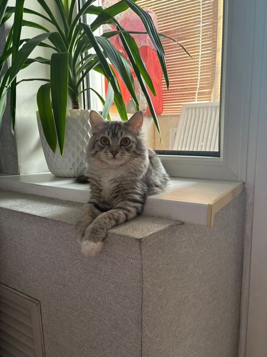 Котик для свидания