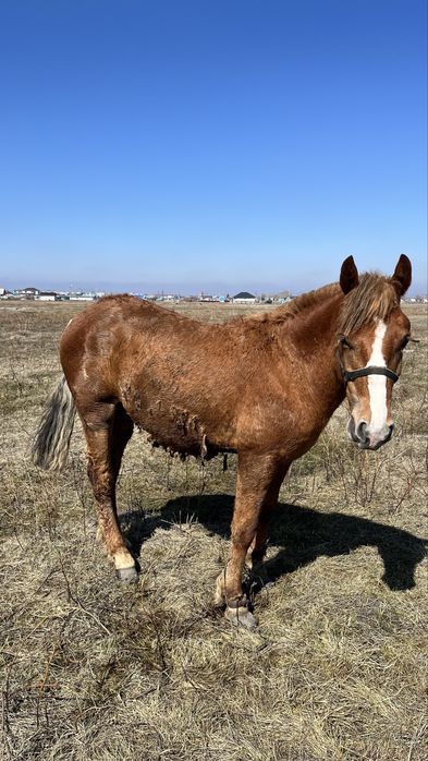 Тайлар сатылады.