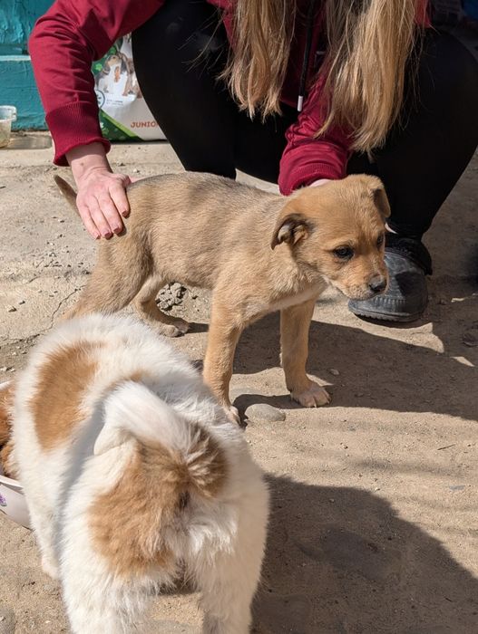 Catelusa + transport