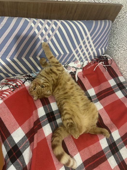 Отдам кота