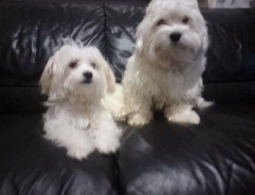 Малтийска болонка - малки пухени сладурчета