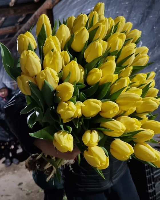 Тюльпаны крупные отборные